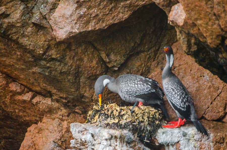 From Paracas: Ballestas Island Cruise & Paracas Reserve Tour - Playa Roja and Lagunillas Beach: Maroon Sand, Short Walks, and Lunch