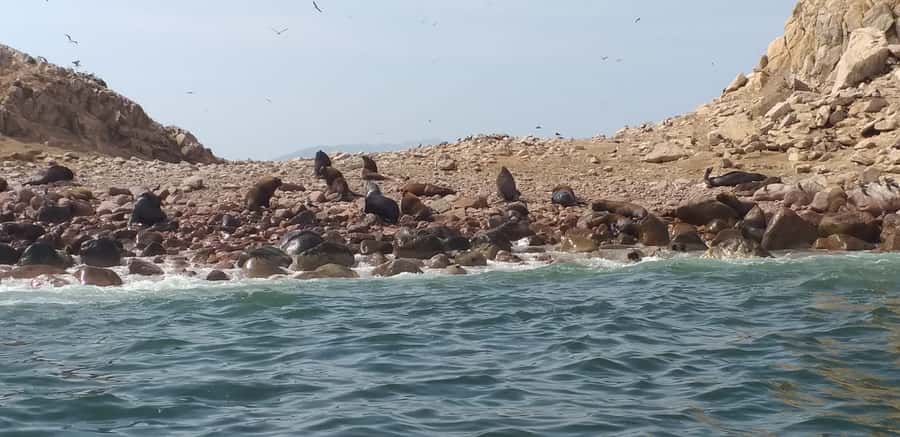 From Paracas: Ballestas Island Cruise & Paracas Reserve Tour - Ballestas Islands by Speedboat: Seals, Humboldt Penguins, and Seabirds