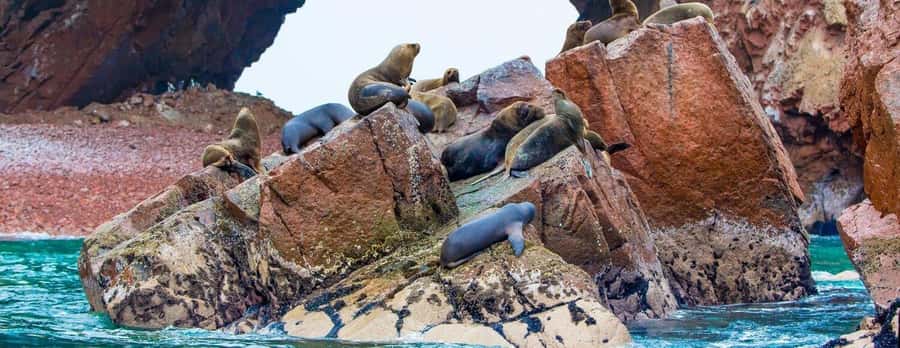 From Paracas: Ballestas Islands and Paracas National Reserve - Key Highlights Worth Planning For