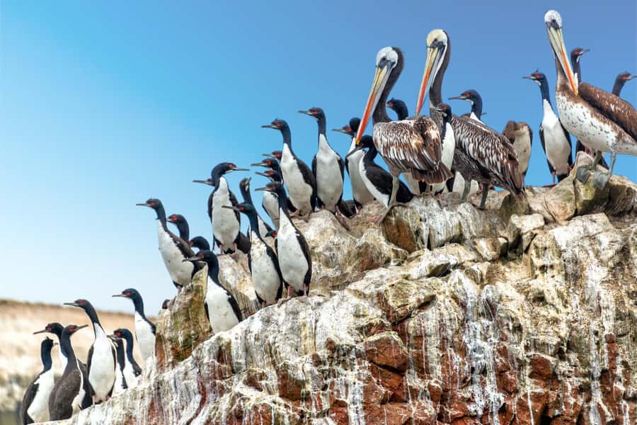 From Paracas: Ballestas Islands and Paracas National Reserve - From Paracas Meeting Point to the Port: Where the Day Starts Right
