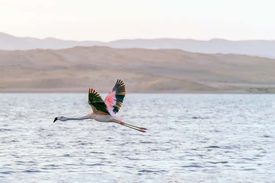 From Paracas: Ballestas Islands & Paracas National Reserve - Itinerary reality check: how the 5 hours actually work