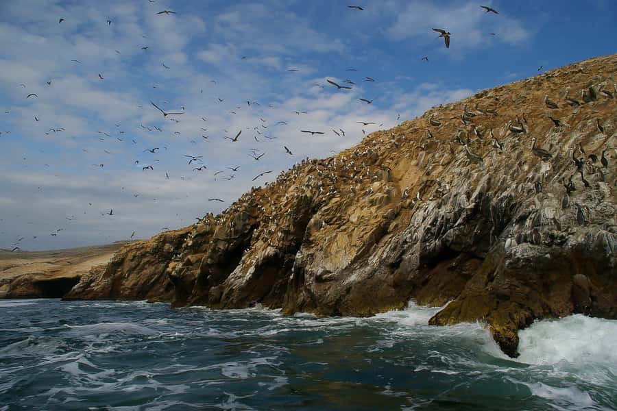 From Paracas: Ballestas Islands & Paracas National Reserve - On the water: speedboat timing, comfort, and motion-sickness reality
