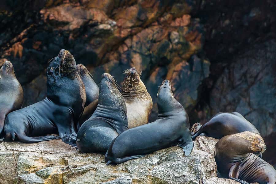 From Paracas: Ballestas Islands & Paracas National Reserve - Paracas National Reserve: deserts, cliffs, and the Cathedral rock stop