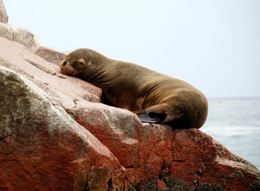 From Paracas: Ballestas Islands tour all Inclusive - Entering Ballestas With Wildlife, Not Waiting Around