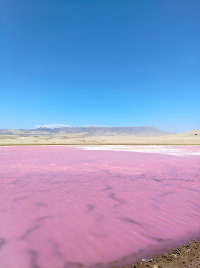 From Paracas: Paracas National Reserve Private Tour - Key things to look for