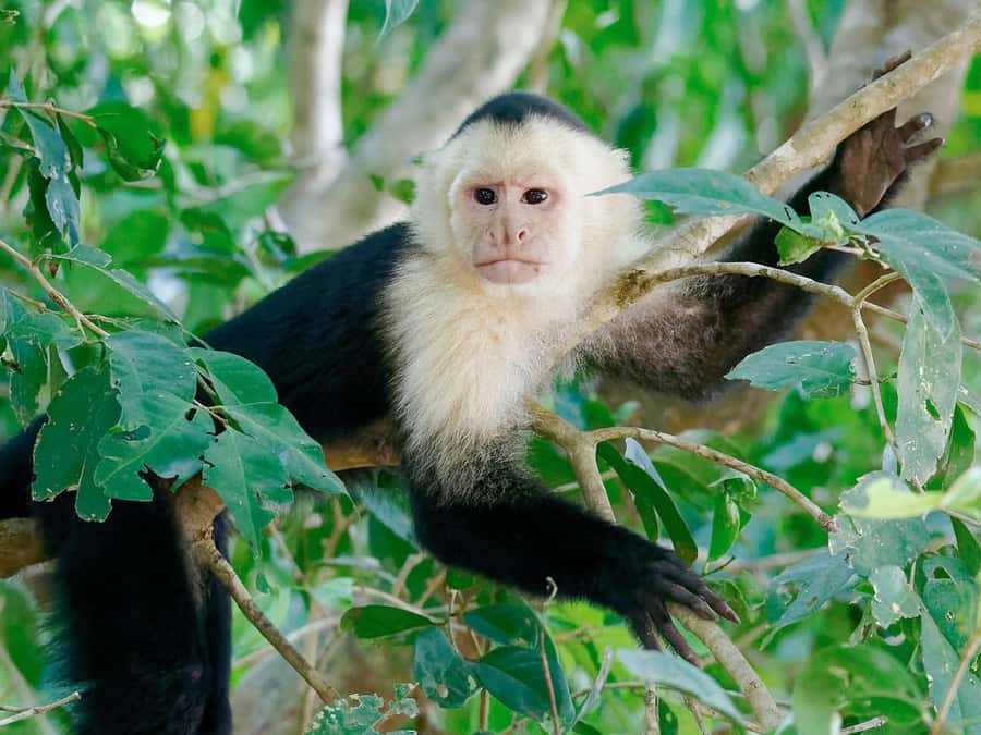 From Puerto Maldonado | Jungle hike + Sandoval Lake | - Key moments you will remember