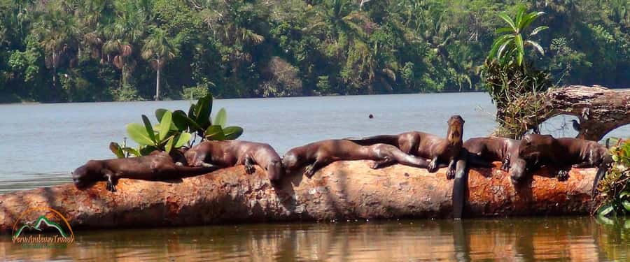 From Puerto Maldonado | Jungle hike + Sandoval Lake | - Entering Tambopata, then walking toward Sandoval’s waterline