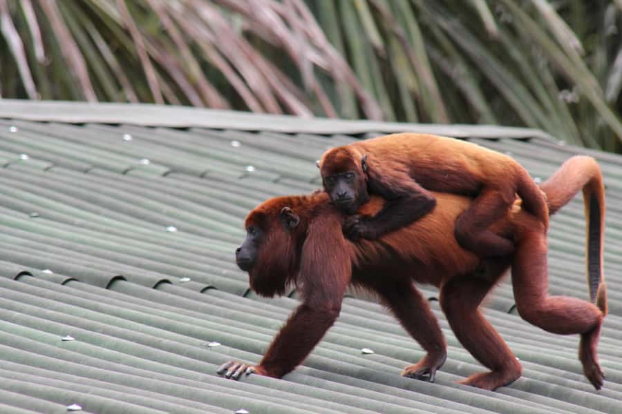 From Puerto Maldonado - Tambopata 4D/3N - Key highlights that make this Tambopata trip worth your time