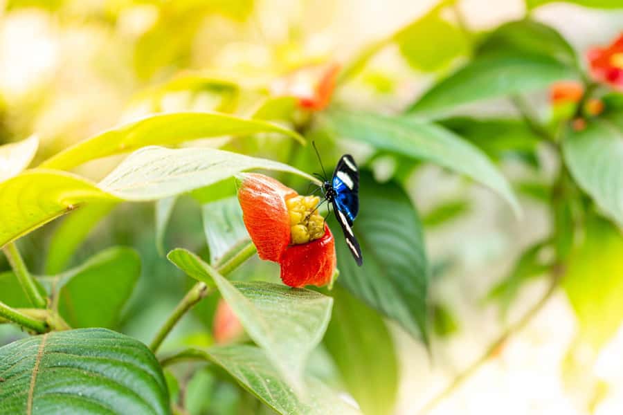 From Puerto Maldonado - Tambopata 4D/3N - From Puerto Maldonado to Monte Amazónico: where your Amazon starts