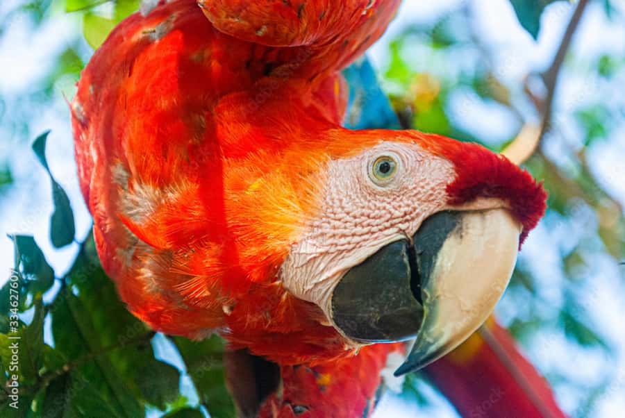 From Puerto Maldonado - Tambopata 4D/3N - The final morning canopy walkway: seeing Tambopata from above