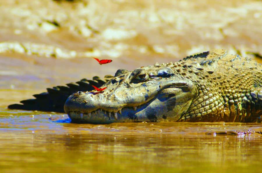 From Puerto Maldonado - Tambopata 4D/3N - Who this Tambopata experience fits best