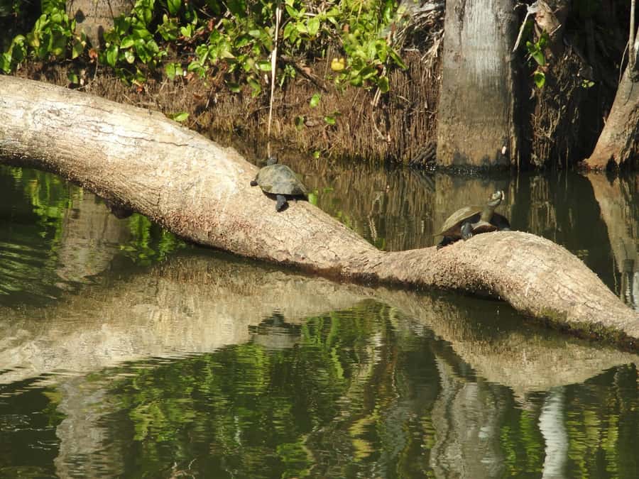 From Puerto Maldonado: Tambopata National Reserve 3-Day Tour - Price and value: what $279 covers, and what to budget for add-ons