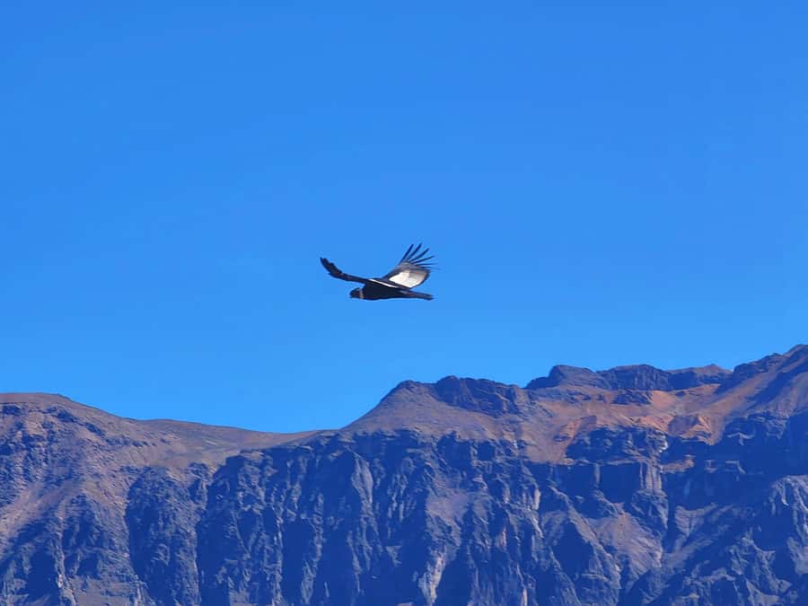 From Puno: 2-Day Tour to Colca Canyon ending in Arequipa - Key Highlights You Should Know