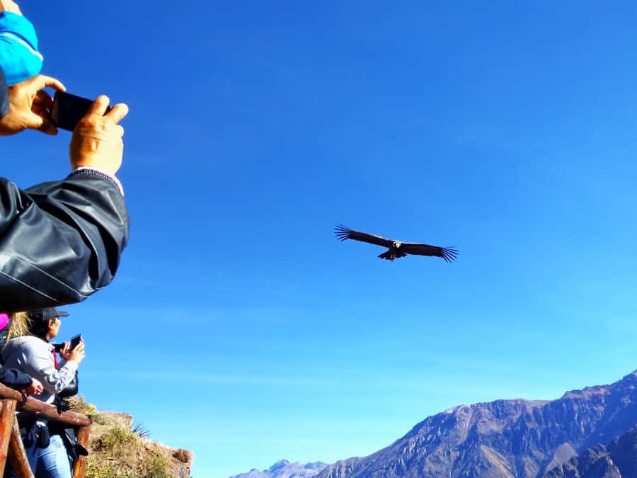 From Puno: 2-Day Tour to Colca Canyon ending in Arequipa - Day 1: Puno to Chivay, With Lagunillas Views and Alpaca Country