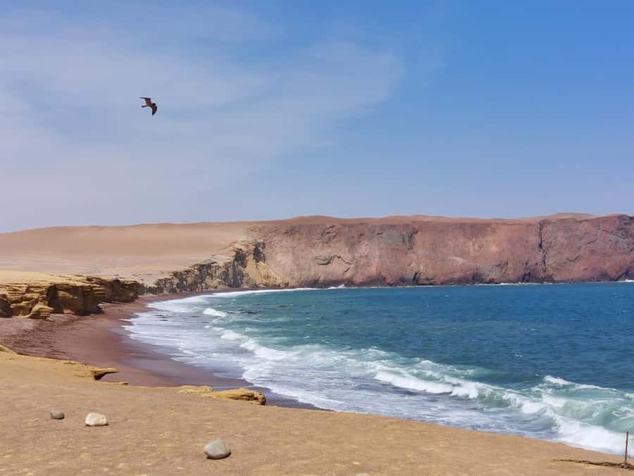 From San Martin Port: Ballestas Island & Paracas Reserve - Why Ballestas and Paracas in one trip actually makes sense