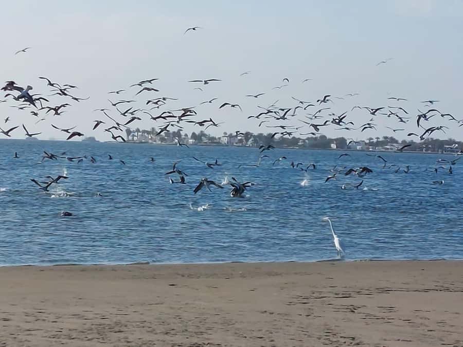 From San Martin Port: Ballestas Island & Paracas Reserve - Timing, photos, and how to avoid the day feeling rushed
