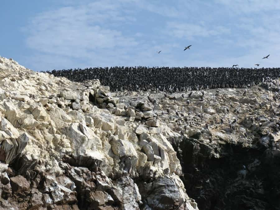 From San Martin Port: Ballestas Islands Tour in Paracas - From San Martín Port to the El Chaco dock: the 3-hour rhythm
