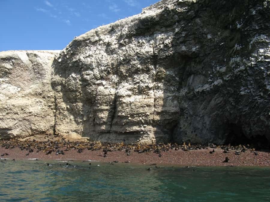 From San Martin Port: Ballestas Islands Tour in Paracas - Price and logistics: $84 value, plus a local entrance fee