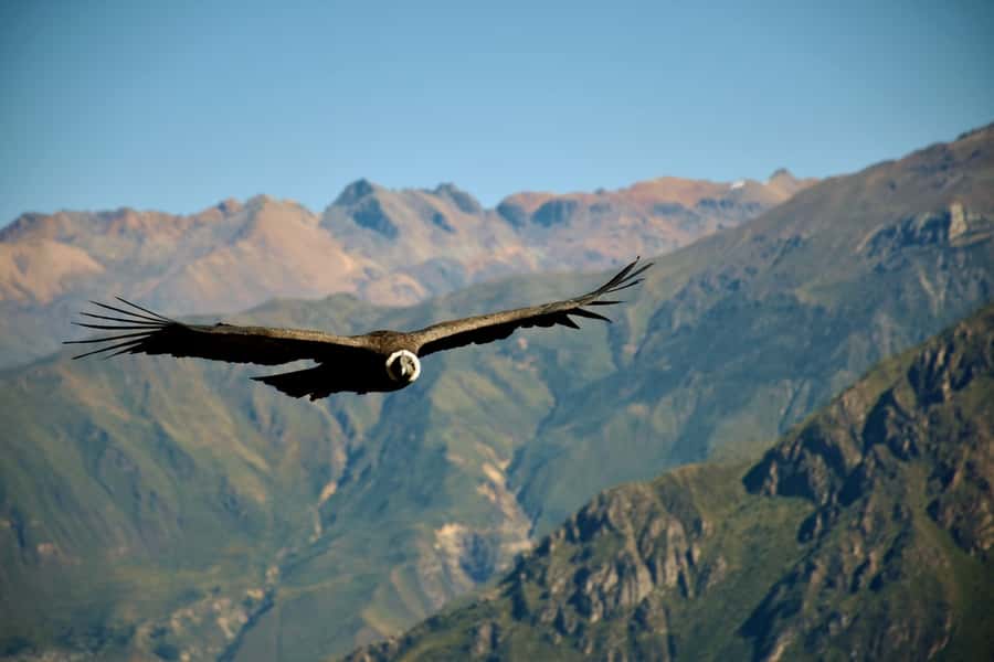 Full-Day Colca Canyon Tour from Arequipa - Key things to know before you go