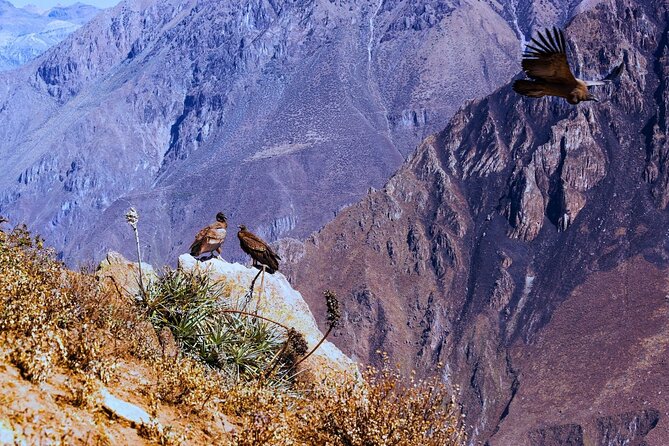 Full-Day Colca Canyon Tour with Lunch - La Calera hot springs plus Chivay buffet lunch: the reset your legs need