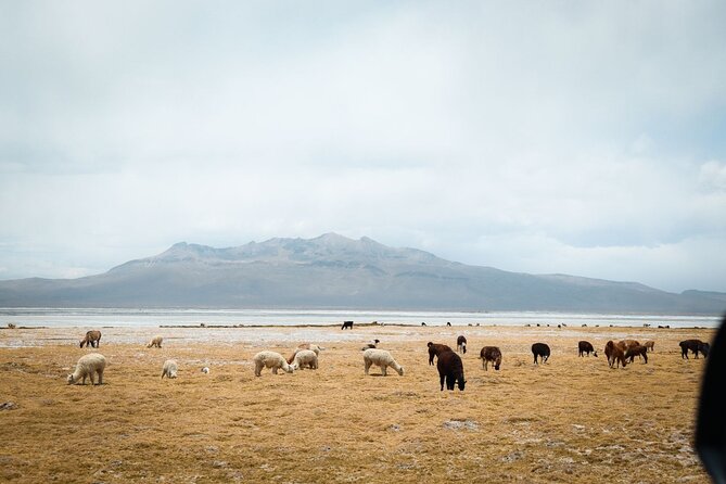 Full-Day Colca Canyon Tour with Lunch - Salinas and Aguada Blanca National Reserve: vicuñas on the Cañahuas plain
