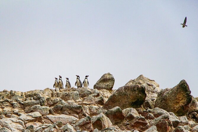 Full Day in Paracas, Ballestas Islands, Ica, Huacachina - Ica timing: a lunch window that is easy to plan around