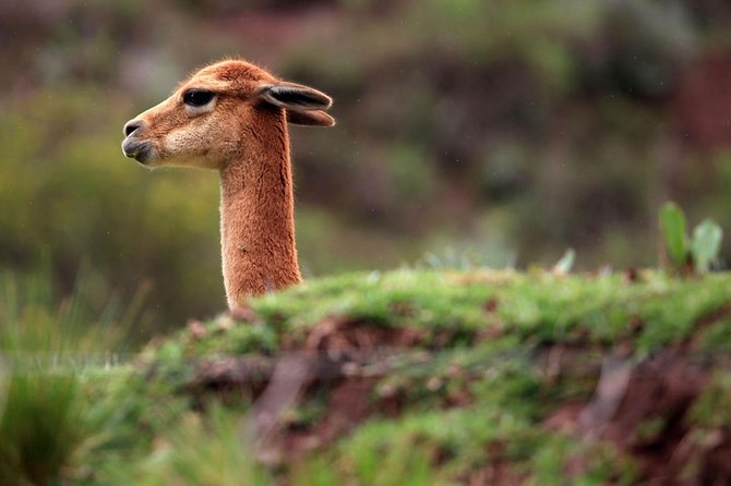 Full Day in the Sacred Valley - The Pantry of Cusco - What the price covers, and why it can be good value