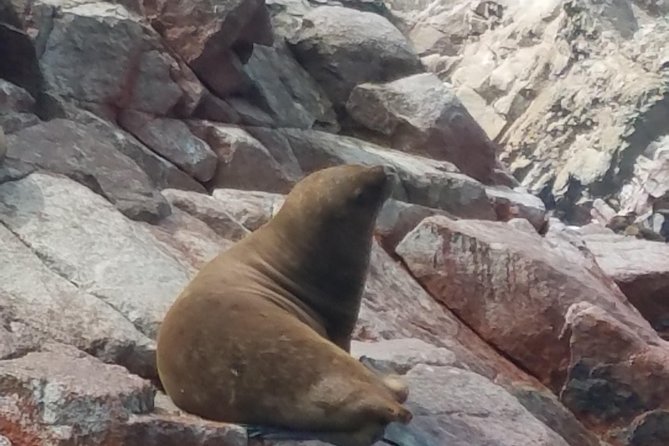 Full day to Paracas & Huacachina from Lima with Ballestas island & Sand boarding - Ballestas Island by boat, what you’re really buying with the 2 hours