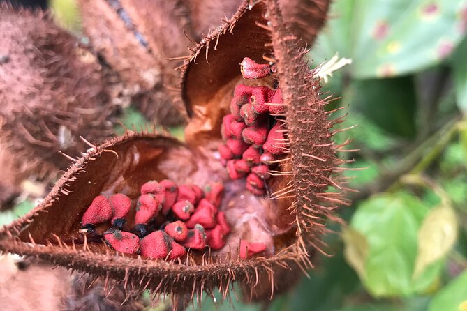 Full-Day Tour: Cacao farm experience in the jungle of Cusco - Ollantaytambo: the quick break and optional local tastes