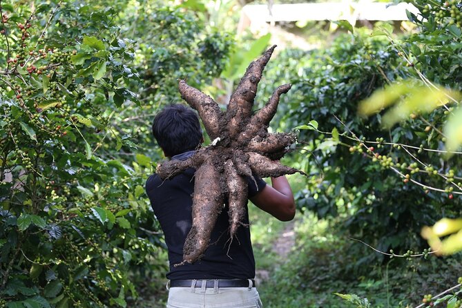 Full-Day Tour: Cacao farm experience in the jungle of Cusco - The big highlight: Huayopata Rodeo and the cacao farm experience
