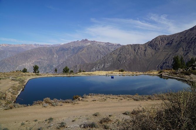 Full Day Tour / Colca Canyon - Salinas y Aguada Blanca National Reserve: quick camelid and volcano watching