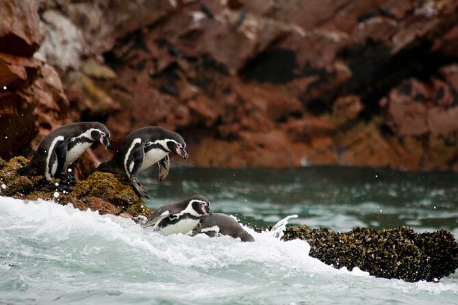 Full Day Tour From Lima: Paracas and Huacachina Oasis - From Miraflores at 6:00 am, this is a real day trip