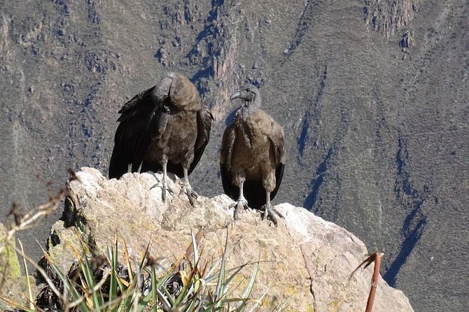 Full Day Tour Including Transfer to Puno / Colca Canyon - The kind of traveler who should book this