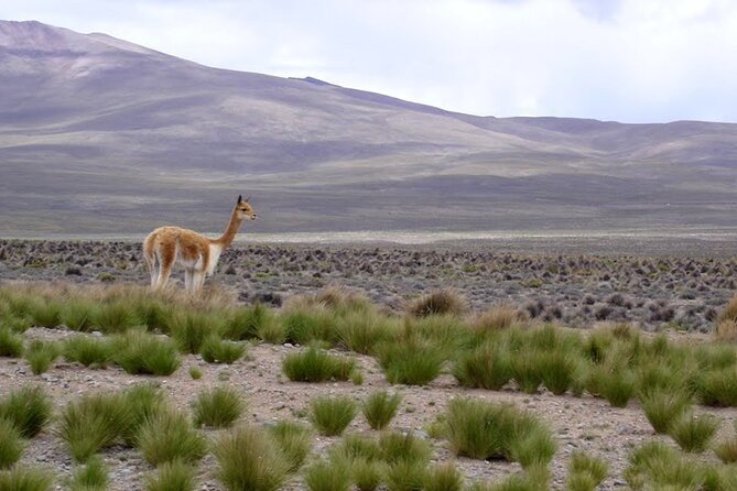 Full Day Tour to Colca Canyon from Arequipa - Abra Patapampa: high-altitude views of Sabancaya and Ampato