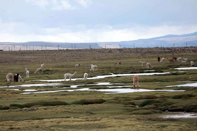Full Day Tour to Colca Canyon from Arequipa - Food, comfort, and the bus reality on an all-day ride