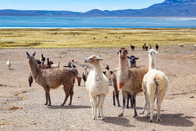 Full Day Tour To The Salt Lake Salinas in Arequipa - Chiguata for quick culture: agriculture and volcano views