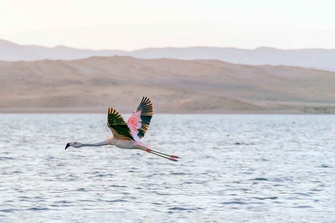 Full Day Tour to Visit Ballestas Islands and Paracas Reserve - Booking realities: tickets, language, and what to have ready