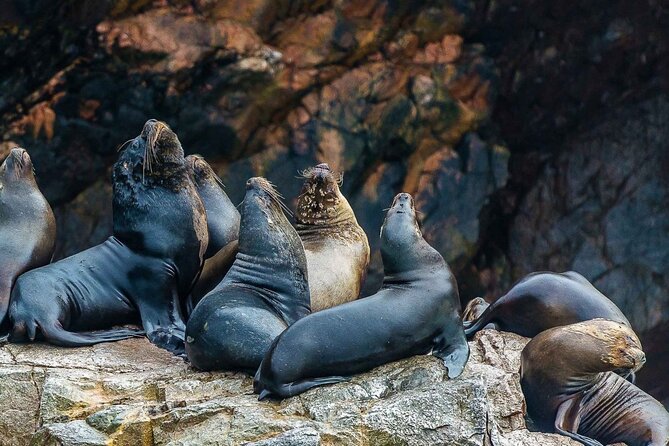 Full Day Tour to Visit Ballestas Islands and Paracas Reserve - Free time back at the bay: use it for photos, crafts, or breakfast