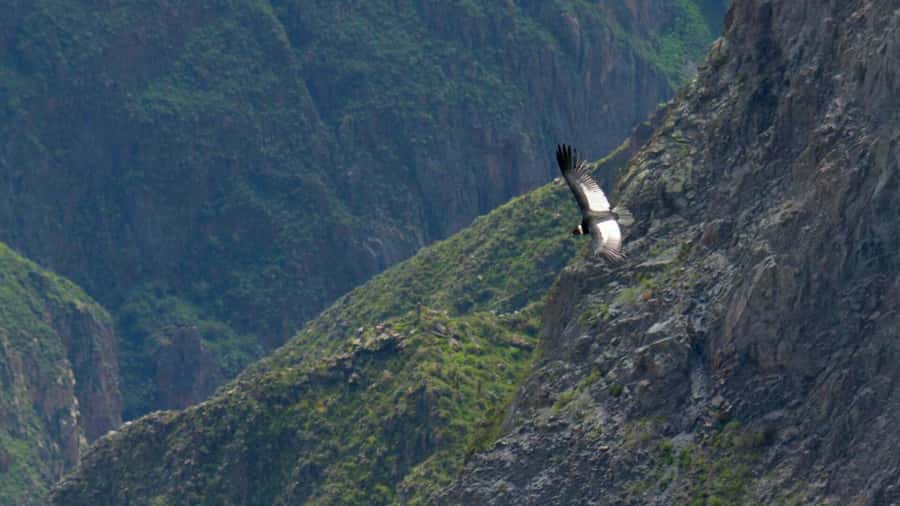 FULL-DAY TOURS TO THE COLCA CANYON WITH BREAKFAST - Who Should Book This Colca Canyon Tour, and Who Might Not