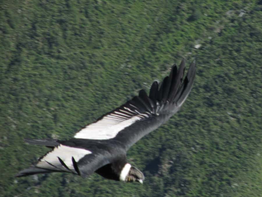 Full Day Trip to Colca Canyon from Arequipa ending in Puno - A Single Day That Turns Arequipa Into Colca Canyon, Then Puno