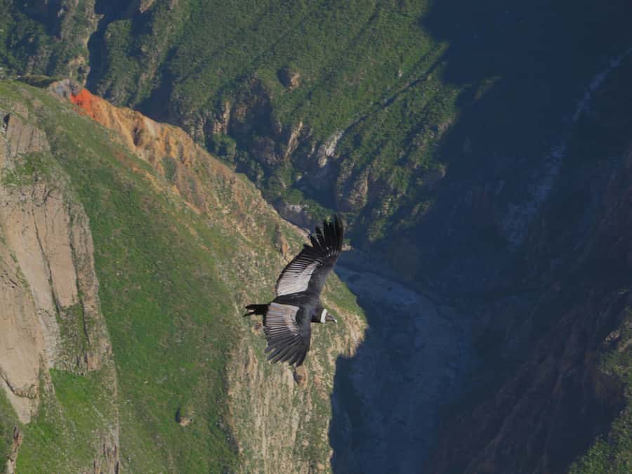 Full Day Trip to Colca Canyon from Arequipa ending in Puno - Patahuasi, Lagunillas, and Your Arrival in Puno by 19:00 (or earlier)