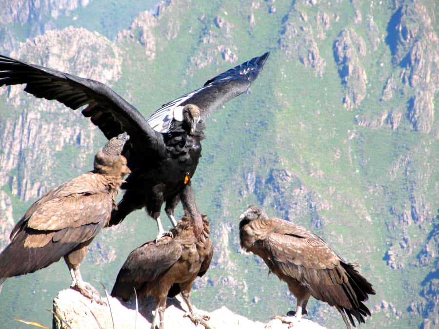 Full Day Trip to Colca Canyon from Arequipa ending in Puno - 02:30 Pick-Up and the Straight Shot Toward Colca Canyon