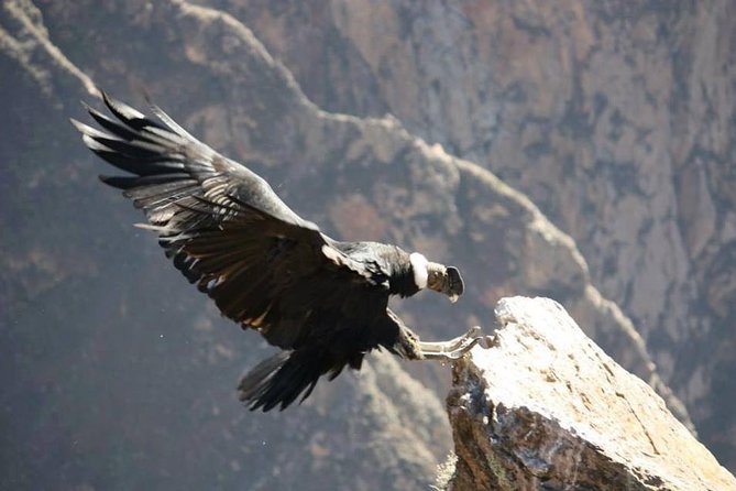 Full Day Trip to Colca Canyon from Arequipa - Starting in Arequipa: 2:30am Pickup and the Long Highway Rhythm