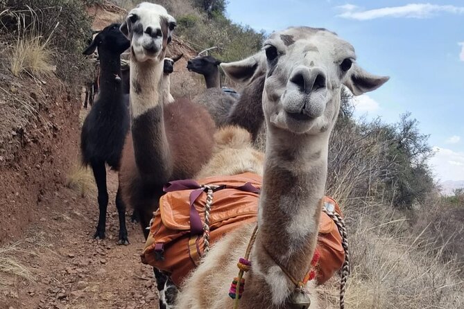 Half Day Andean Llama Trek in the Sacred Valley - Should you book the Half Day Andean Llama Trek in the Sacred Valley?