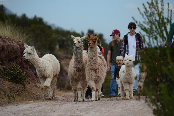 Hike with Llamas and Alpacas in the Sacred Valley from Cusco - Llamas and alpacas in Chinchero: the Sacred Valley feels more real