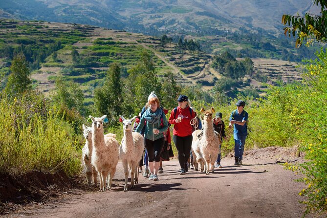 Hike with Llamas and Alpacas in the Sacred Valley from Cusco - Indigenous community walking: what the guides want you to notice