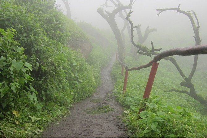 Hiking in Lima, Lomas de Lachay - Lomas de Lachay: the fog-fed desert oasis hike