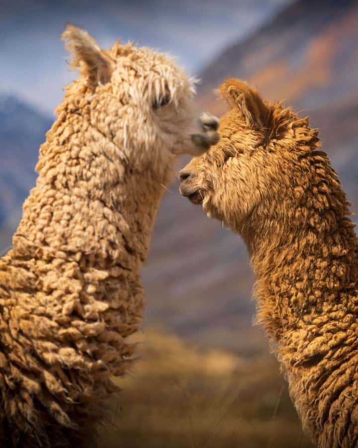 Huaraz: Laguna 69 | Cordillera Blanca | Hike to Lake 69 - Breakfast and the Huaylas Valley vibe: Carhuaz, Mancos, Ranrahirca, Yungay