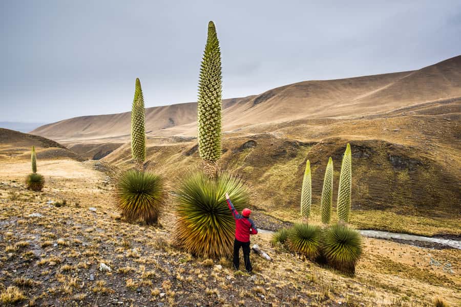 Huaraz: Pastoruri Glacier Day Trip - Key highlights worth planning for