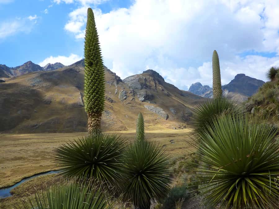 Huaraz: Pastoruri Glacier Day Trip - Who should book this glacier day trip, and who should pass